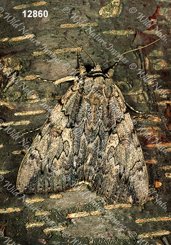 Sweetheart Underwing (Catocala amatrix)